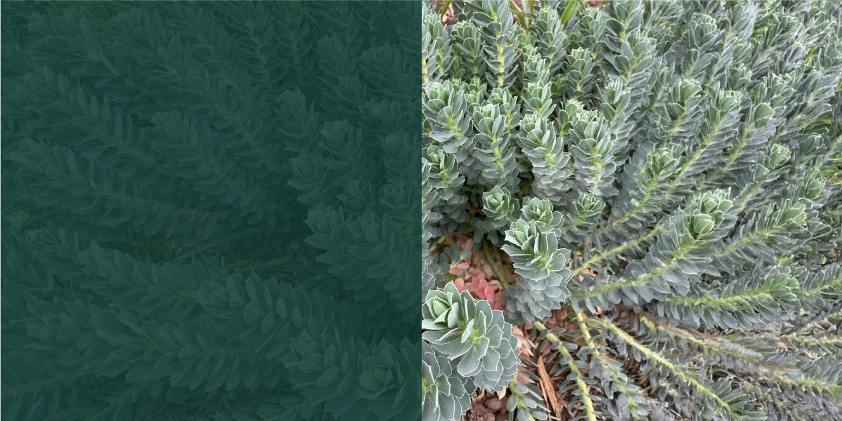 euphorbia myrsinites